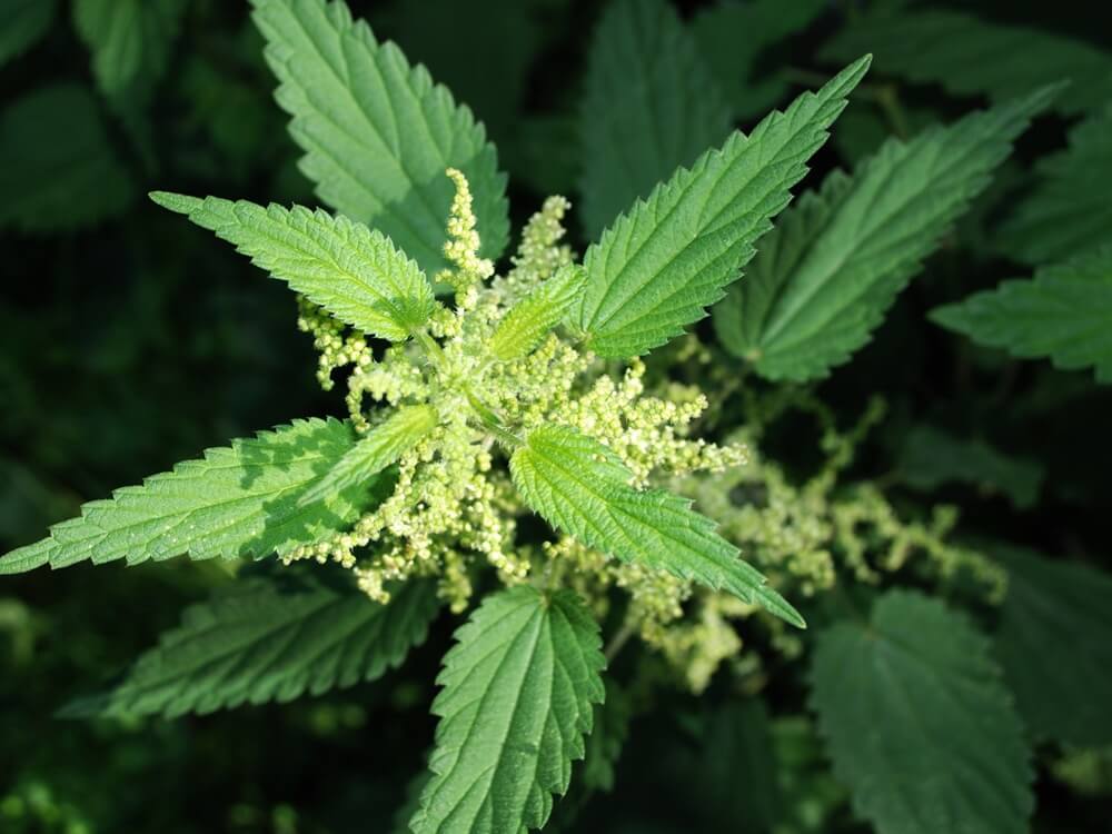 Plant medicine: Healing & Personal Transformation